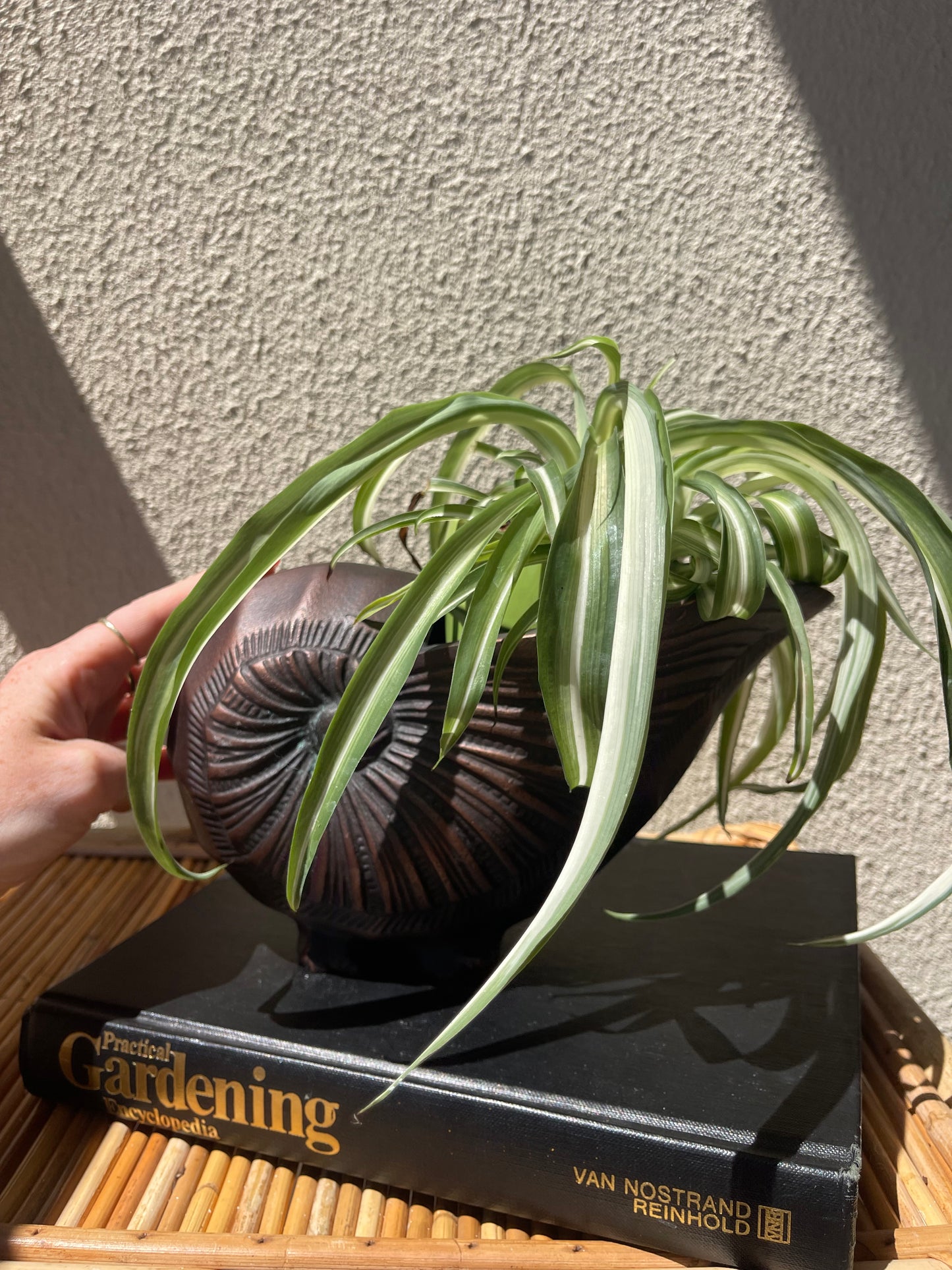 Bronzed Snail Shell Planter